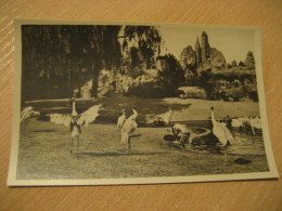 HAMBURG Sarus-kraniche Vogelteich Hagenbecks Tierpark Stellingen Zoo Post Card Germany - Stellingen