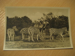 HAMBURG Zebra Dromedary Camel Hagenbecks Tierpark Stellingen Zoo Post Card Germany - Stellingen