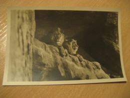 HAMBURG Lion Lowen Hagenbecks Tierpark Stellingen Zoo Post Card Germany - Stellingen