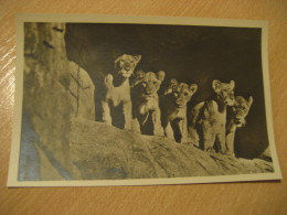 HAMBURG Lion Lowen Hagenbecks Tierpark Stellingen Zoo Post Card Germany - Stellingen