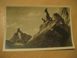 HAMBURG Hochgebirge Tharziegen Goat Hagenbecks Tierpark Stellingen Zoo Post Card Germany - Stellingen