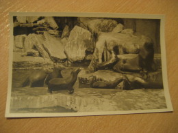 HAMBURG Walrosse Seelowen Seebaren Seal Walrus Hagenbecks Tierpark Stellingen Zoo Post Card Germany - Stellingen
