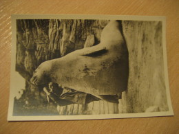 HAMBURG See Elefant Elephant Seal Hagenbecks Tierpark Stellingen Zoo Post Card Germany - Stellingen