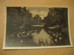 HAMBURG Flamingos Japan Hagenbecks Tierpark Stellingen Zoo Post Card Germany - Stellingen