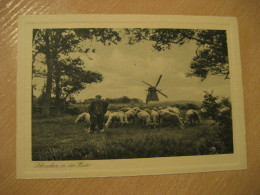 HEIDE Schnucken In Der Heide Sheep Goat Windmill Mill Post Card Dithmarschen Schleswig-Holstein Germany - Heide