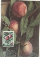 Saint Marin Carte Maximum 1958  Yvert  452 - Pêches - Thème Agriculture Fruits  - Illustration 1 - Brieven En Documenten