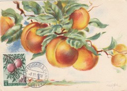 Saint Marin Carte Maximum 1958  Yvert  452 - Pêches - Thème Agriculture Fruits  - Illustration 4 - Storia Postale