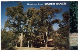 (555) Australia - SA - Flinders Ranges - Flinders Ranges