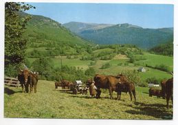 Agriculture--Cantal -- élevage--Pâturage En Montagne--Vaches (Salers) - La Traite (animée)..carte Toilée.......à Saisir - Viehzucht