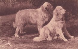 Cp , ANIMAUX , CHIENS Des PYRÉNÉES , Gardiens Des Troupeaux Contre L'ours - Chiens