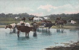 Cp , ANIMAUX , Vaches Et Chevaux Au Point D'eau - Vacas