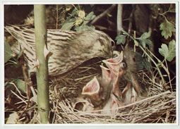 Motiv, Vogel Mit Jungtieren Im Nest - Oiseaux