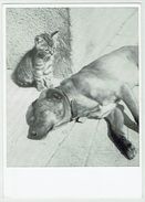 Motiv, Hund & Katze - Cani