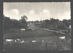 Héron - Le Fond De Boingt - Vaches - Nels Photothill - Héron