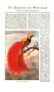 Die Paradies-oder Göttervögel (von Dr.Emil Carthaus.     / Druck, Entnommen Aus Zeitschrift /1924 - Pacchi