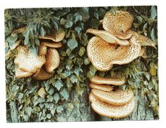 M1 POLYPORUS  TOWNSWOMEN FUNGUS FUNGO CHAMPIGNON PILZ SETAS TOWNSWOMEN GUILD - Mushrooms