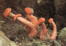 M1 LACCARIA LACCATA  1994  FUNGHI –MUSHROOMS - CHAMPIGNONS - PILZEN - SETAS – - Pilze