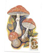 M66 AMANITA MUSCARIA RUSSIA 1986  MAXIMUM   FUNGHI MUSHROOM PILZ SETAS - Funghi