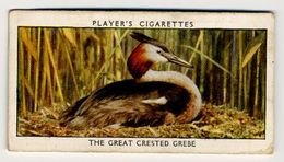 Player - 1932 - Wild Birds - 14 - Podiceps Cristatus, Grèbe Huppé, Kuiffuut, Great Crested Grebe - Player's