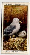 Player - 1932 - Wild Birds - 19 - Kittiwake And Young - Player's