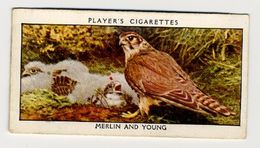 Player - 1932 - Wild Birds - 23 - Falco Columbarius, Faucon émérillon, Smelleken, Smellekenvalk, Merlin - Player's
