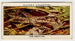 Player - 1932 - Wild Birds - 25 - Caprimulgus Europaeus, Engoulevent D'Europe, Geitenmelker, Nightjar - Player's