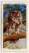 Player - 1932 - Wild Birds - 27 - Chouette Hulotte, Bosuil, Tawny Owl, Brown Owl - Player's
