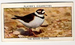 Player - 1932 - Wild Birds - 29 - Charadrius Hiaticula, Gravelot à Collier, Bontbekplevier, Ringed Plover - Player's