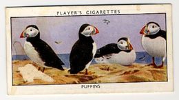 Player - 1932 - Wild Birds - 30 - Fratercula Arctica, Macareux Moine, Papegaaiduiker, Puffins - Player's