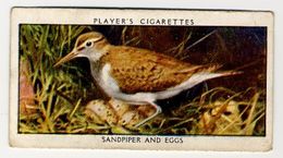 Player - 1932 - Wild Birds - 33 - Actitis Hypoleucos, Chevalier Guignette, Oeverloper, Sandpiper - Player's
