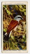Player - 1932 - Wild Birds - 34 - Lanius Collurio, Pie-grièche écorcheur, Grauwe Klauwier, Red-Backed Shrike - Player's