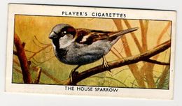 Player - 1932 - Wild Birds - 36 - Passer Domesticus, Moineau Domestique, Huismus, House Sparrow - Player's