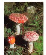 C11 AMANITA  MUSCARIA 1971 JUGENDHERBERGSWERK  FUNGO TOADSTOOL CHAMPIGNON FLIEGENPILZ - Champignons