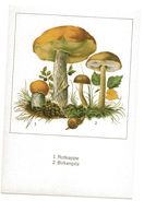 C11 LECCINUM VERSIPELLE AURANTIACUM SCHMIDT CHAMPIGNON MUSHROOM PILZ SETAS FUNGO - Hongos