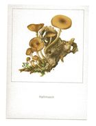 C11 HALLIMASCH ARMILLARIA MELLEA SCHMIDT CHAMPIGNON MUSHROOM PILZ SETAS FUNGO - Mushrooms