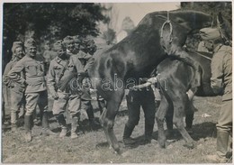 Cca 1918 Katonai Látványosság, Lovak Fedeztetése,  Vintage Fotó, 20,5x29 Cm - Sonstige & Ohne Zuordnung