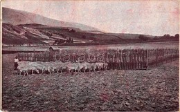 T2/T3 Gyetva, Detva; Juhnyáj / Sheep Flock - Ohne Zuordnung