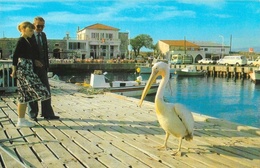 Chypre - Paphos Harbour, Cyprus - Pélican - Carte Non Circulée - Cyprus
