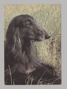 ANIMALS Pocket Calendar Afghan Hound 1993 RUSSIA Dogs Dog PLANETA №73 - Small : 1991-00