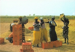 Sénégal - Vannage De L'arachide - Edition Wakhatilene, Saint-Louis - Carte N° 39 Non Circulée - Sénégal