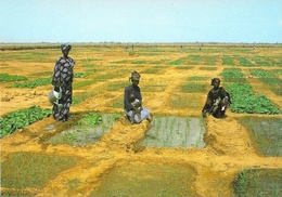 Sénégal - Jeunes Femmes Aux Champs - Edition Wakhatilene, Saint-Louis - Carte N° 58 Non Circulée - Senegal