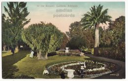 AUSTRALIA Adelaide Botanic Gardens Scene - Palm Trees - C1910 Vintage Postcard M8997 - Adelaide