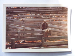 Amarillo - Cattle In The Corral - Amarillo