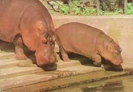 HIPPOPOTAMUS * BABY HIPPO * ANIMAL * ZOO & BOTANICAL GARDEN * BUDAPEST * KAK 0028 722 * Hungary - Hipopótamos