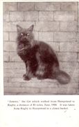 Cats -   Jimmy - The Cat That Walked From Hampstead To Rugby, 85 Miles !!. 1904.   (193). - Chats