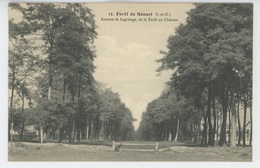 Forêt De SÉNART - Avenue De Lagrange, De La Forêt Au Château - Sénart