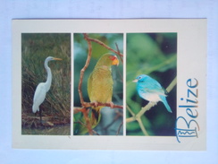 Great Egret - Belice