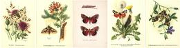 Gönner, Ph. Schmetterlinge Lot Mit 16 Schweizer Künstler-Karten I-II - Non Classificati