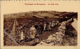 Wein Bourgogne (51110) Frankreich Weinlese  I-II Vigne - Exhibitions