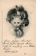 Katze Personifiziert Sign. Reichert, C. TSN-Verlag 5562 Künstlerkarte 1899 I-II (fleckig) Chat - Gatti